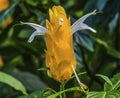 Red Yellow Tropical Golden Shrimp Plant Flowers Florida