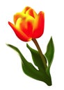 Red-yellow tulip Royalty Free Stock Photo