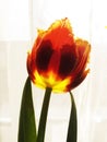 Red - yellow tulip-2 Royalty Free Stock Photo