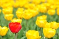 Red & Yellow Tulip Royalty Free Stock Photo