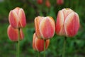 Red-yellow tulip Royalty Free Stock Photo