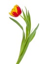 Red-yellow tulip Royalty Free Stock Photo