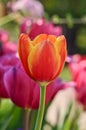 Red-yellow tulip