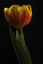Red and Yellow Tulip