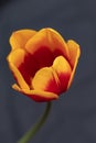 Red-yellow tulip on black background close up. Vertical photo Royalty Free Stock Photo
