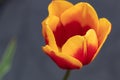 Red-yellow tulip on black background. Horizontal photo Royalty Free Stock Photo