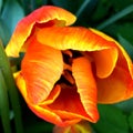 red  and yellow tulip close up Royalty Free Stock Photo