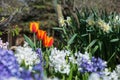 Red yellow tulip, dafodils and hyacinths flowering in a spring