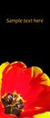 Red and yellow tulip details isolated on black vertical background with copy space, template for banner