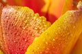 Red-yellow tulip in drops of water close-up. Macro photo. Royalty Free Stock Photo