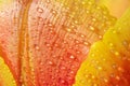 Red yellow tulip in drops of water close-up. Macro photo. Royalty Free Stock Photo