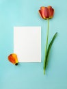 Red-yellow tulip with an empty postcard for text on a turquoise background Royalty Free Stock Photo
