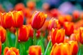 The red yellow tulip fields are densely blooming Royalty Free Stock Photo