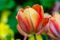 The red yellow tulip fields are densely blooming Royalty Free Stock Photo