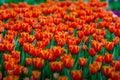 The red yellow tulip fields are densely blooming Royalty Free Stock Photo