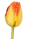 Red and yellow tulip flower closeup and isolated on white. Royalty Free Stock Photo