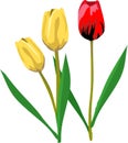 Red Yellow Tulip Flower Flora Vector Illustration