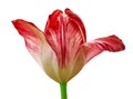 Red yellow tulip flower isolated on a white background with clipping path. Close-up. Royalty Free Stock Photo