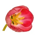 Red yellow tulip flower isolated on a white background with clipping path. Close-up. Royalty Free Stock Photo