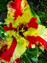 Red and yellow tulip flower macro background wallpaper Royalty Free Stock Photo