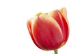 Red with yellow tulip flower over white Royalty Free Stock Photo