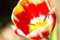 Red yellow tulip flower with pistil and stamen close up Royalty Free Stock Photo