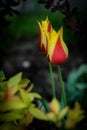 Red and yellow tulip flower in a spring garden. Royalty Free Stock Photo