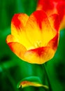 Red and Yellow tulip flower