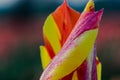 Red Yellow Tulip Flower Tips