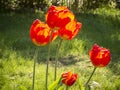 Red yellow tulip flowers in the backlight Royalty Free Stock Photo