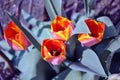 Red and yellow tulip flowers blooming, blurry green leaves background Royalty Free Stock Photo