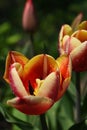 Red and yellow tulip flowers covered in raindrops after rain Royalty Free Stock Photo