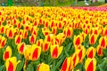 Red-yellow tulip flowers field in Keukenhof garden, Netherlands, Holland Royalty Free Stock Photo