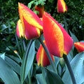 Red and yellow tulip close up Royalty Free Stock Photo