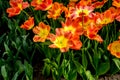 Red and Yellow tulip flowers in a garden in Lisse, Netherlands, Europe Royalty Free Stock Photo