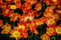 Red and Yellow tulip flowers in a garden in Lisse, Netherlands, Europe Royalty Free Stock Photo