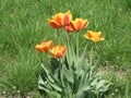 Red-yellow tulip flowers Royalty Free Stock Photo