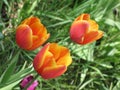 Red-yellow tulip flowers Royalty Free Stock Photo