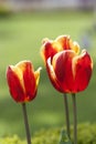 Red and yellow tulip