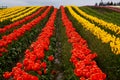 Red Yellow Tulip Hills Flowers Washington Royalty Free Stock Photo