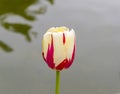 Red and yellow tulip.