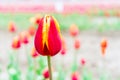 Red and yellow tulip macro photo with blurry background, in a field, on a flower farm. Selective focus on the blooming tulip Royalty Free Stock Photo