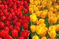 Red yellow tulip meadow spring Royalty Free Stock Photo