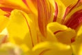 Red and Yellow Tulip Petal Flame Royalty Free Stock Photo