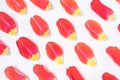 Red-yellow tulip petals on a light background. Royalty Free Stock Photo