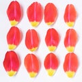 Red-yellow tulip petals on a light background. Royalty Free Stock Photo