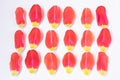 Red-yellow tulip petals on a light background. Royalty Free Stock Photo