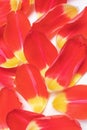 Red-yellow tulip petals on a light background. Royalty Free Stock Photo