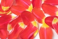 Red-yellow tulip petals on a light background. Royalty Free Stock Photo