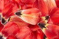 Red and yellow tulip petals, spring background Royalty Free Stock Photo